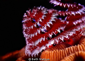 Tube Worms...Little Cayman by Beth Watson 